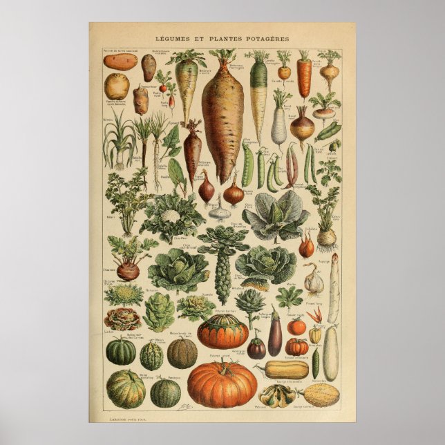 Adolphe Millot Vegetable Illustration Poster (Front)