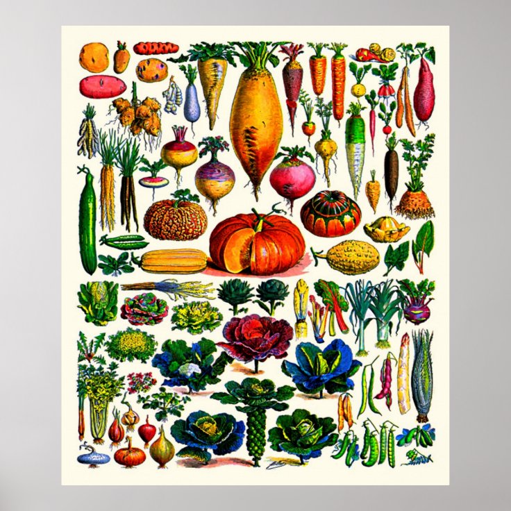 Adolphe Millot ~ Vegetables Poster | Zazzle