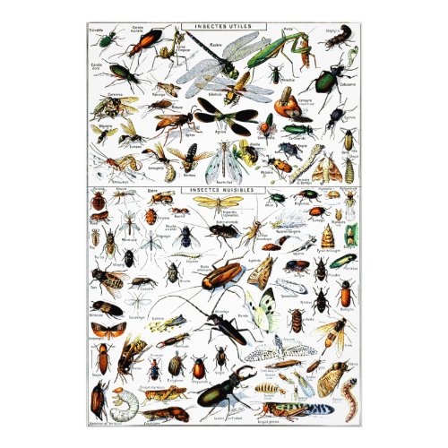 Adolphe Millots Insectes Photo Print