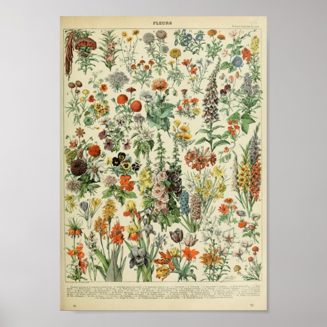 Adolphe Philippe Millot Fleurs Poster (Front)
