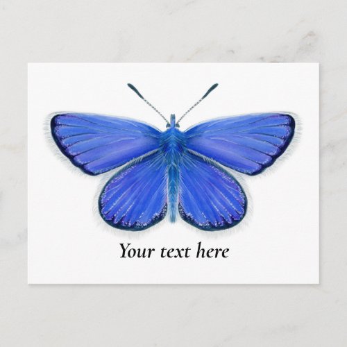 Adonis Blue Butterfly Watercolor Painting Postcard