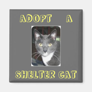 Adopt A Cat Magnet