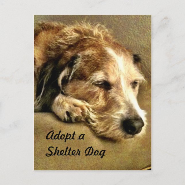 Adopt a Dog Postcard (Front)