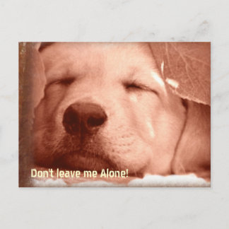 Adopt a Dog Postcard