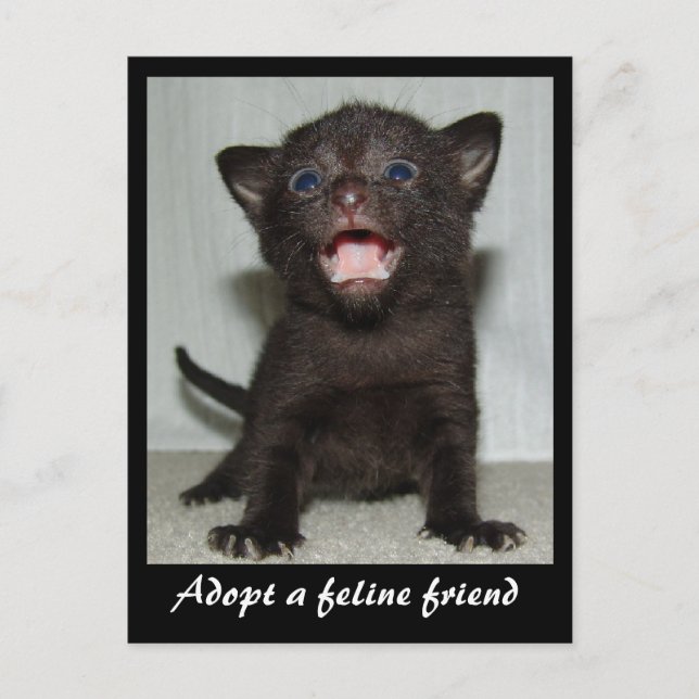 Adopt a Feline Friend Postcard (Front)