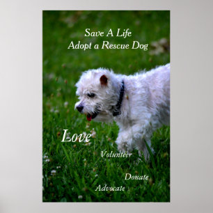 Adopt a rescue dog poster/poodle poster