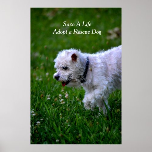 Adopt a rescue dog posterpoodle poster