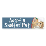 Adopt a Shelter Pet Orange Tabby Kitten Bumper Sticker