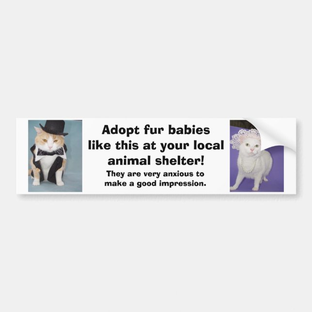 Adopt fur babies like this at your local shelter. bumper sticker (Front)