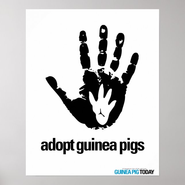 Adopt Guinea Pigs Poster - Guinea Pig Today (Front)