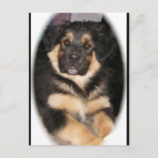 adoptable_GSD_mix Postcards