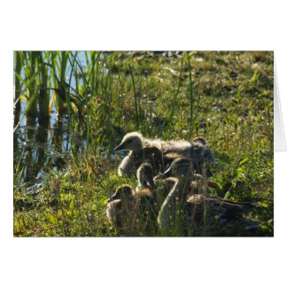 Adopted baby goose cards