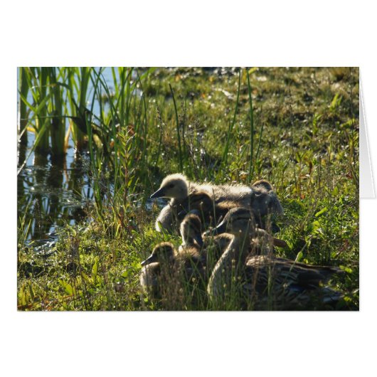 Adopted baby goose cards (Front Horizontal)