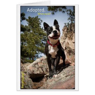 Adopted. Boston Terrier Cards