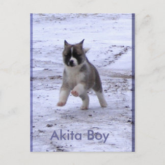 Adopted Dogs Postcard