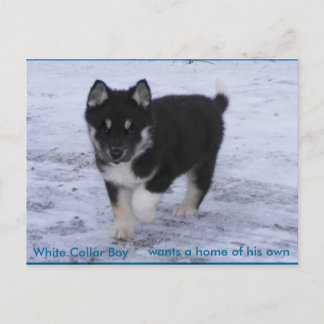 Adopted Dogs Postcard