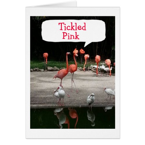 ADOPTION FLAMINGOS ARE TICKLED PINK