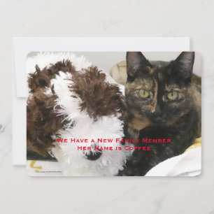 Adoption of Pet Cat, Name, Your Photo, Announcement