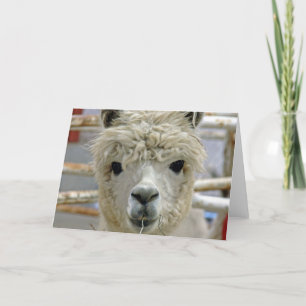 Adorable Alpaca Card