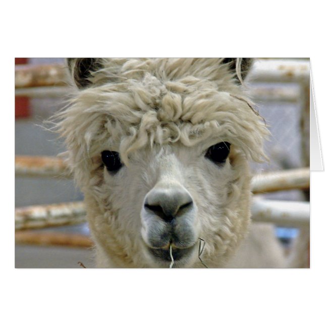 Adorable Alpaca Cards (Front Horizontal)