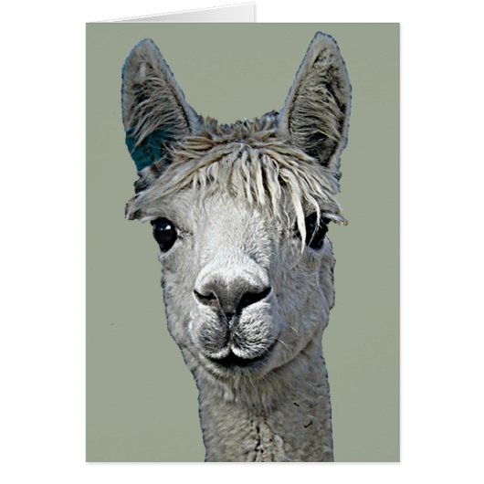 Adorable Alpaca Cards (Front)