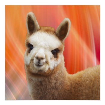 Adorable Alpaca Perfect Poster by WalnutCreekAlpacas at Zazzle