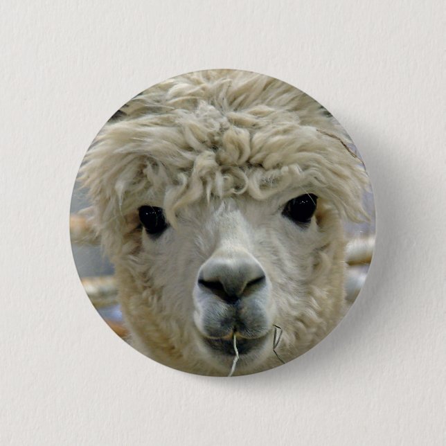 Adorable Alpaca Pinback Button (Front)