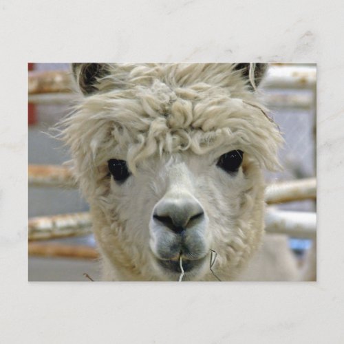 Adorable Alpaca Postcard