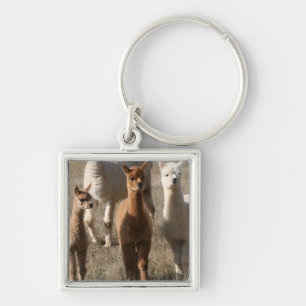 Adorable Alpacas Keychain