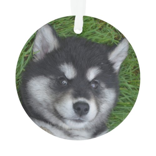Adorable Alusky Puppy Dog Ornament