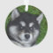 Adorable Alusky Puppy Dog
