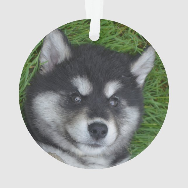Adorable Alusky Puppy Dog Ornament (Back)