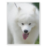Adorable American Eskimo Dog Temporary Tattoos