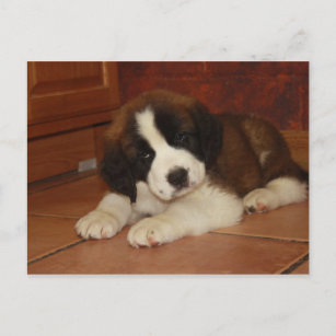 Adorable and Sweet St. Bernard Puppy Postcard