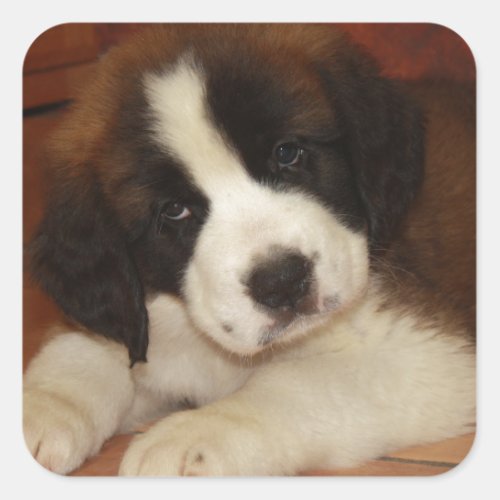 Adorable and Sweet St Bernard Puppy Square Sticker