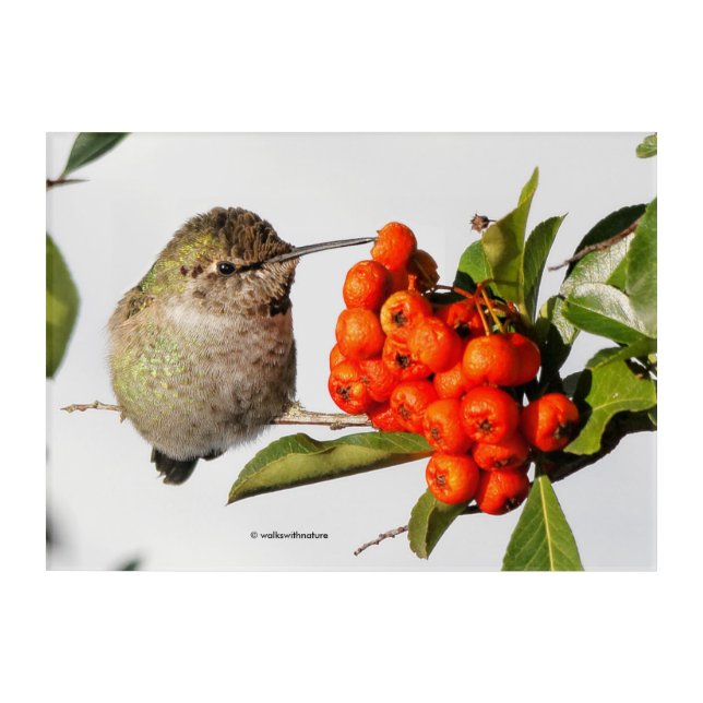 Adorable Anna's Hummingbird on Berry Bush Acrylic Print (Front)