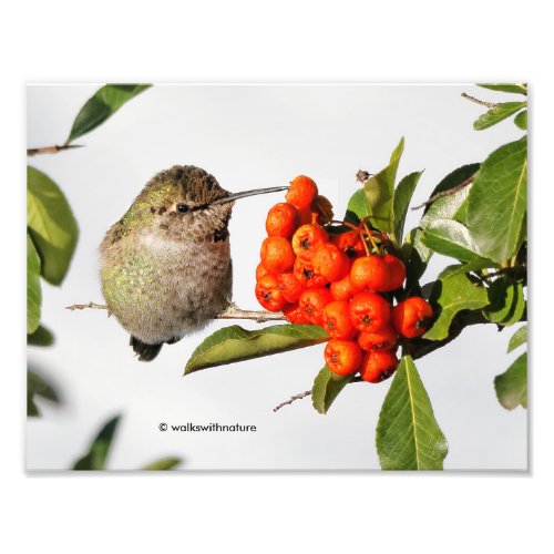 Adorable Annas Hummingbird on Berry Bush Photo Print