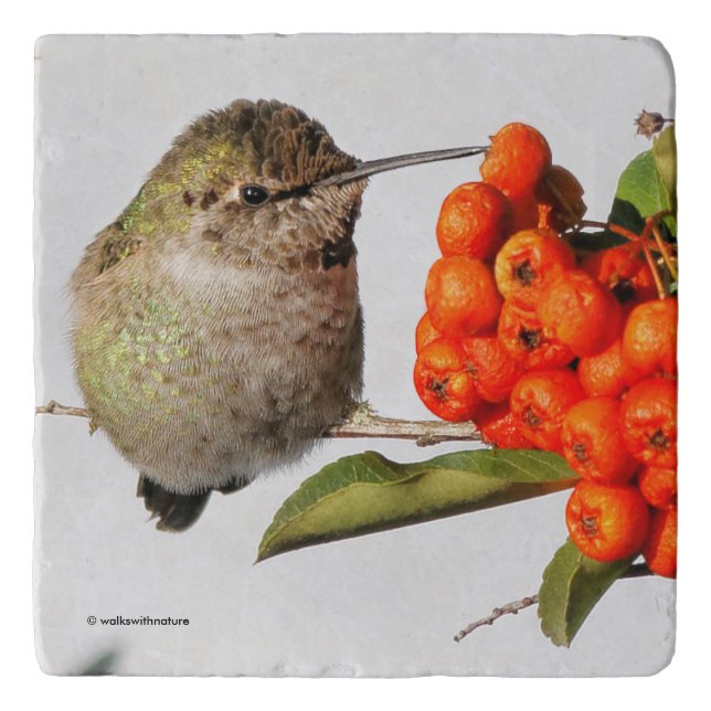 Adorable Anna's Hummingbird on Berry Bush Trivet (Front)