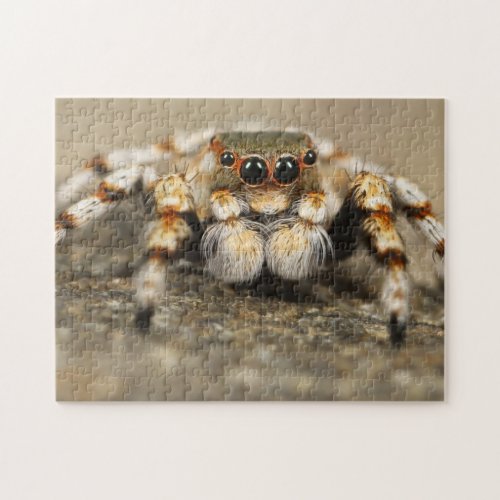 Adorable Arachnid Jumping Spider Photo Puzzle