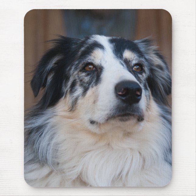Adorable Australian Shepherd Mix Close-Up Photo Mouse Pad (Front)