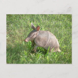 Adorable Baby Armadillo Postcard