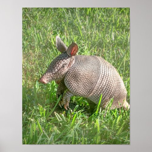 Adorable Baby Armadillo Poster