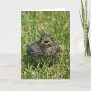 Adorable Baby Bluebird Blank Inside Greeting Card