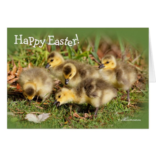 Adorable Baby Canada Geese on the Grass (Front Horizontal)