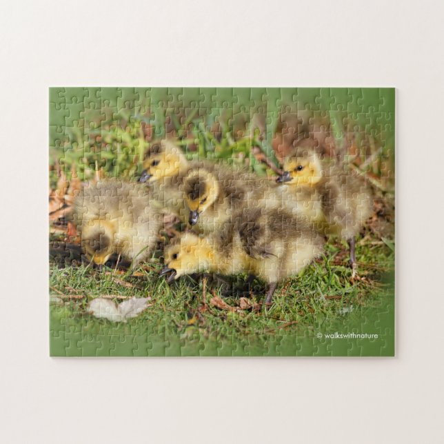 Adorable Baby Canada Geese on the Grass Jigsaw Puzzle (Horizontal)