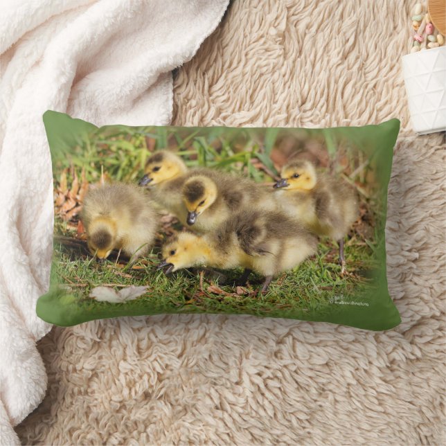 Adorable Baby Canada Geese on the Grass Lumbar Pillow (Blanket)