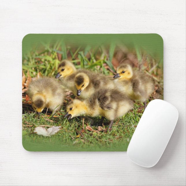 Adorable Baby Canada Geese on the Grass Mouse Pad (With Mouse)
