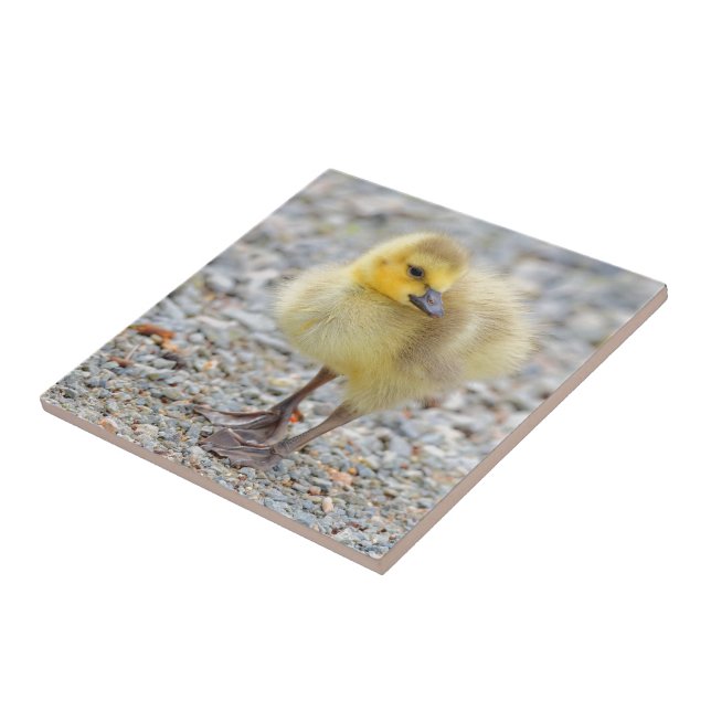 Adorable Baby Canada Goose on the Gravel Ceramic Tile (Side)