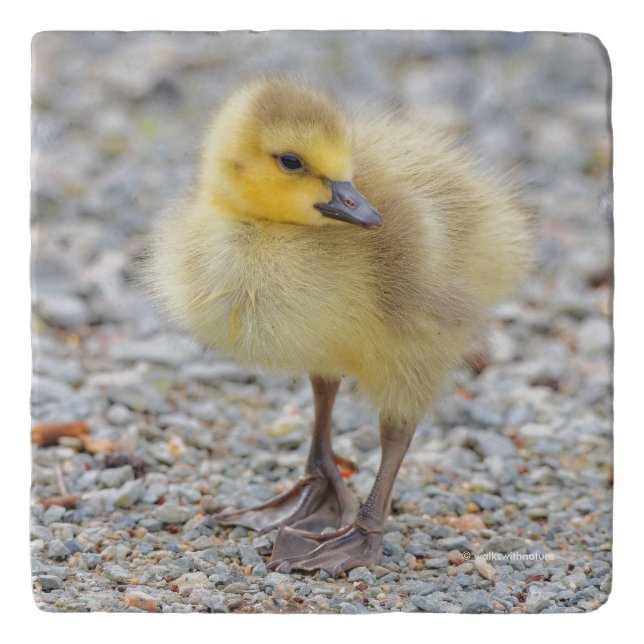 Adorable Baby Canada Goose on the Gravel Trivet (Front)