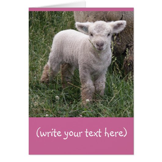 Adorable Baby Cards (Front)